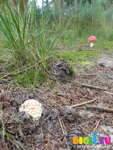 FZ020114 Fly Agaric (Amanita muscaria) mushroom